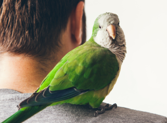 The 5 Most Common Pet Birds and The Expertise Needed to Care for Them