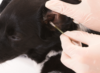 5 Tips &amp; Tricks for Cleaning Your Dog&#039;s Ears at Home
