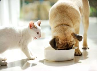9 Human Foods That Are Toxic to Pets (And a List of Healthy Options!)