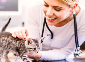 How To Find The Best Veterinarian