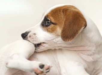 A Veterinary Guide to Treating Itchy Skin in Pets - Parasites