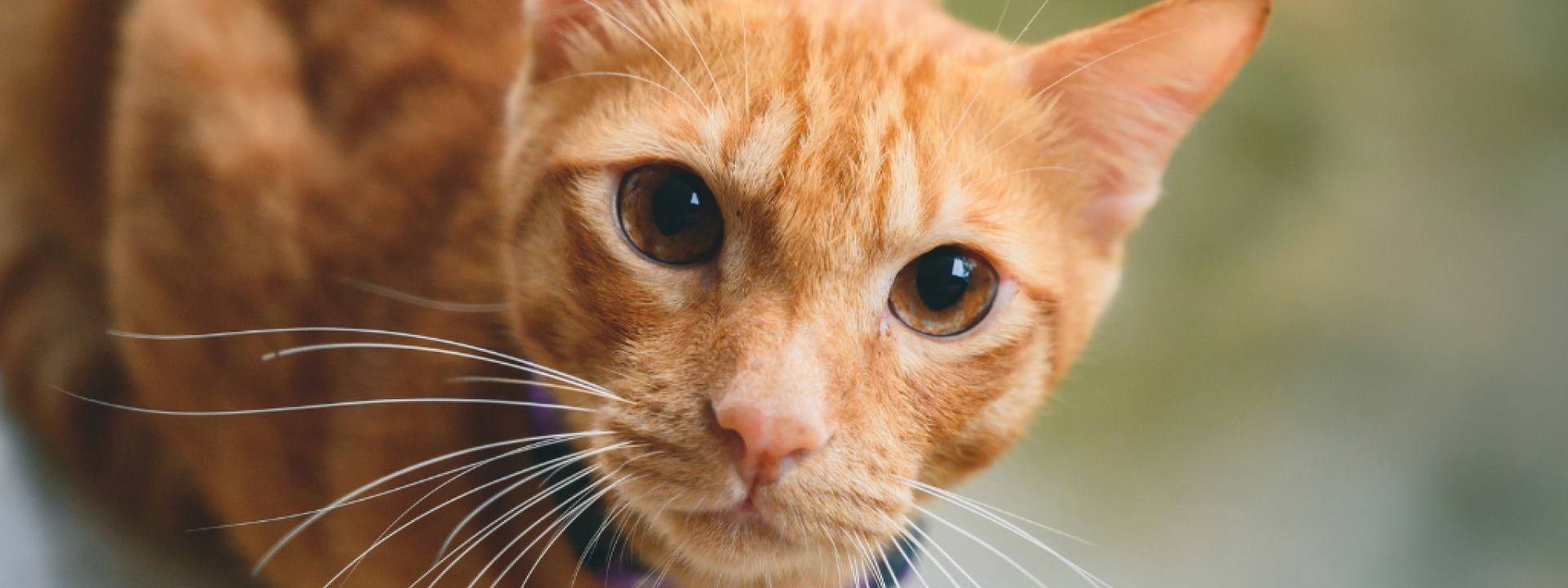 Orange cat close up
