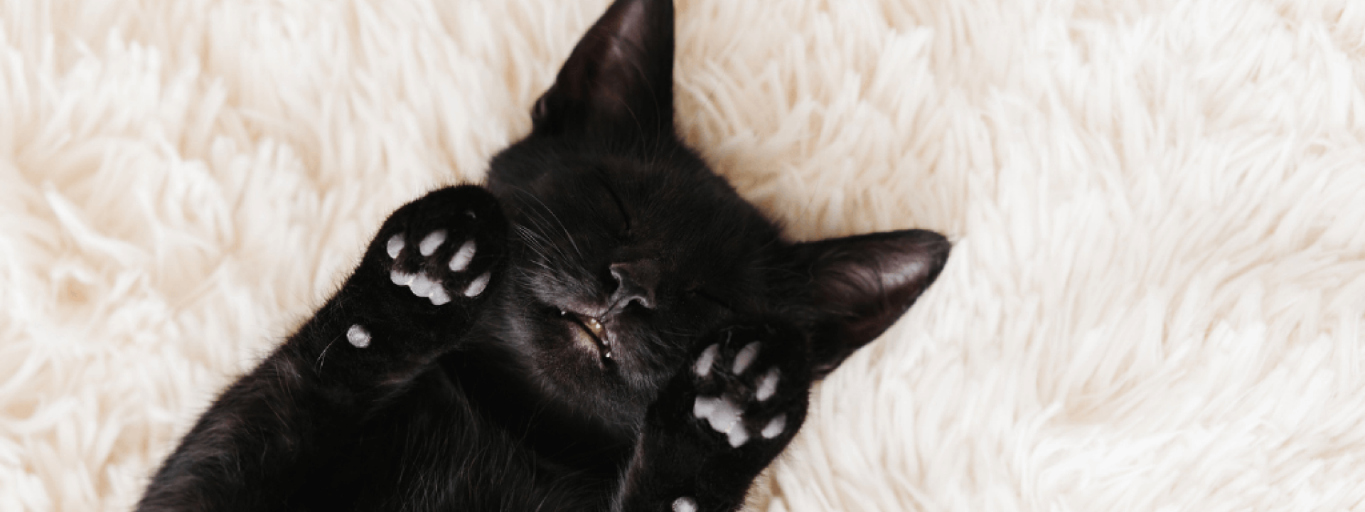 10 reasons to adopt black cats