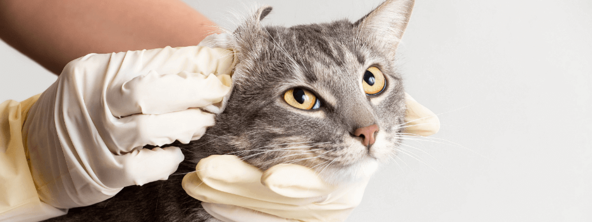 cat ear infections