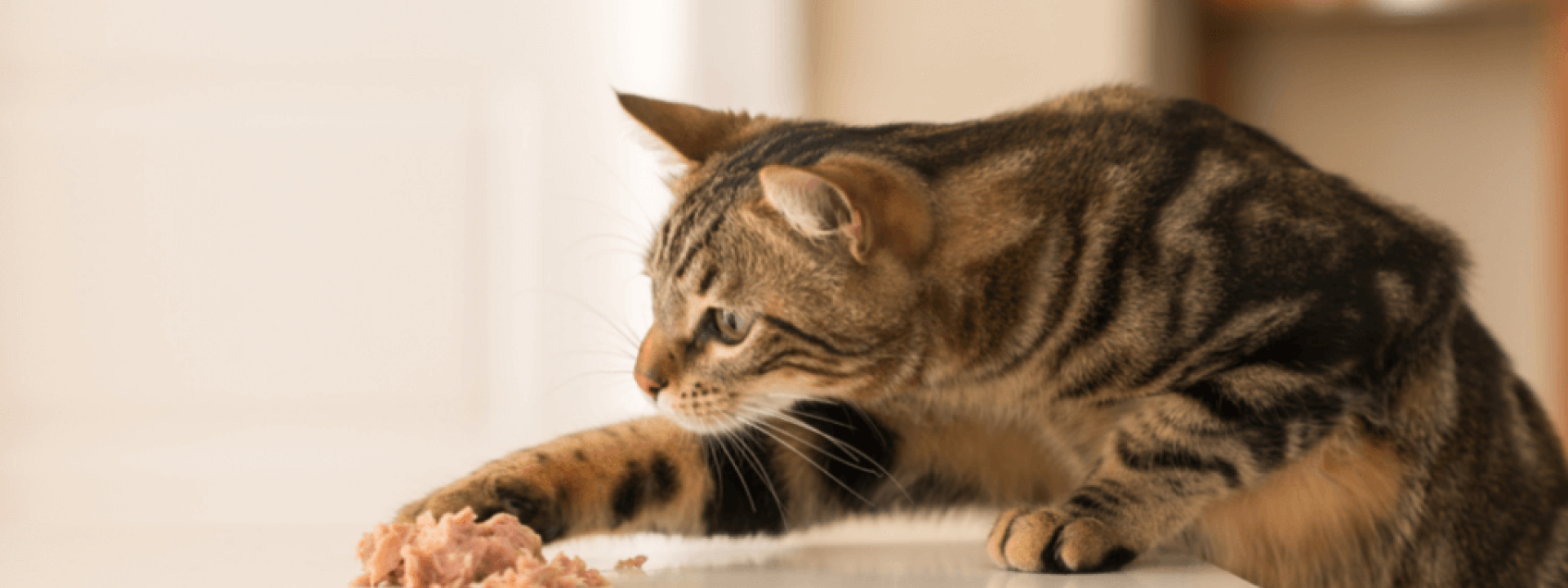 surprising foods that are feline friendly