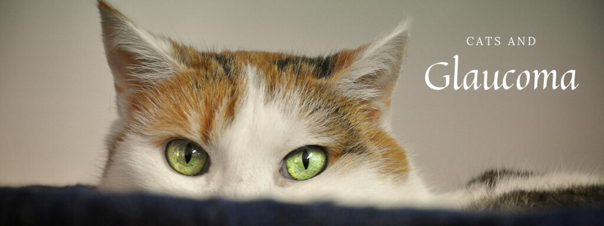 Photograph of cat, focusing on eyes