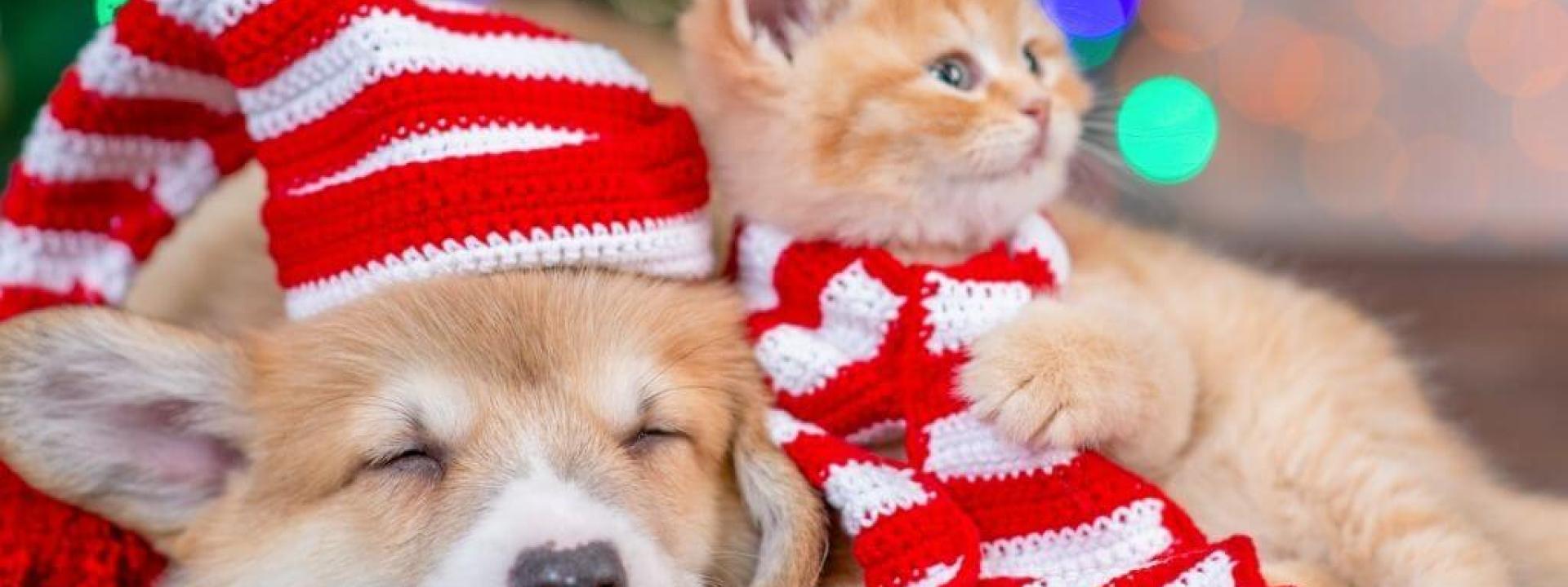 considerations before Christmas pets
