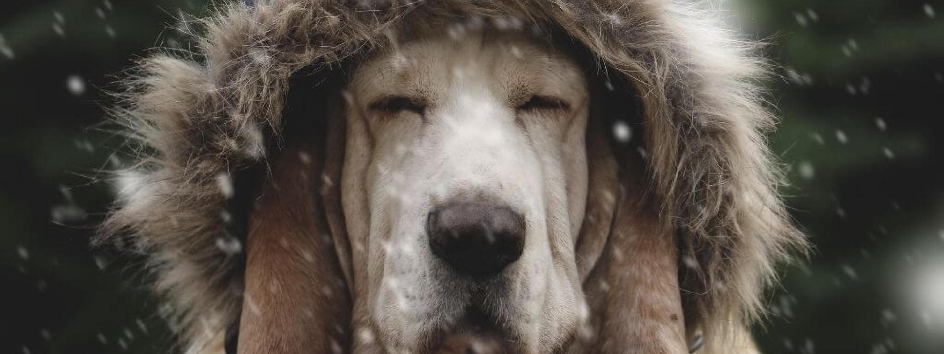 cold weather tips for dogs