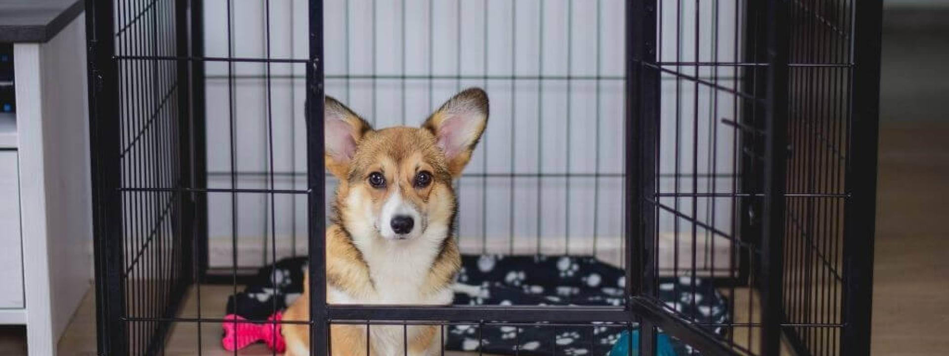 crate training tips for dogs