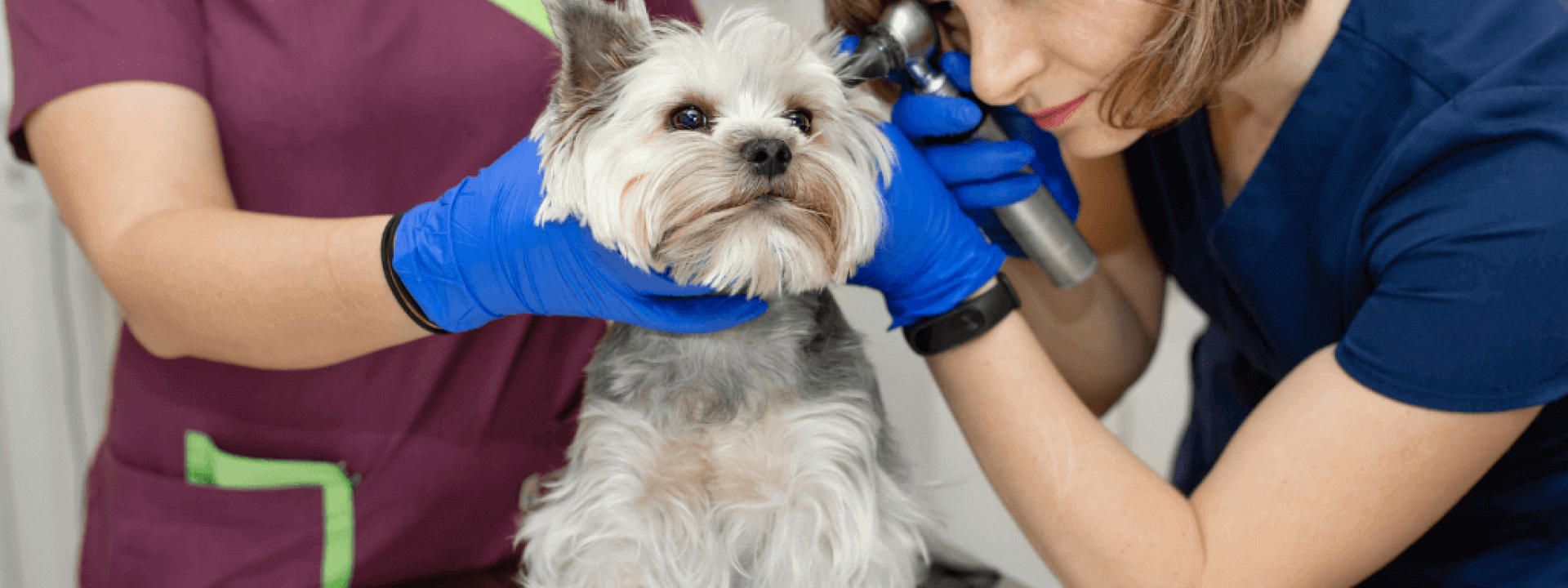 deaf pet awareness week - tips for dogs