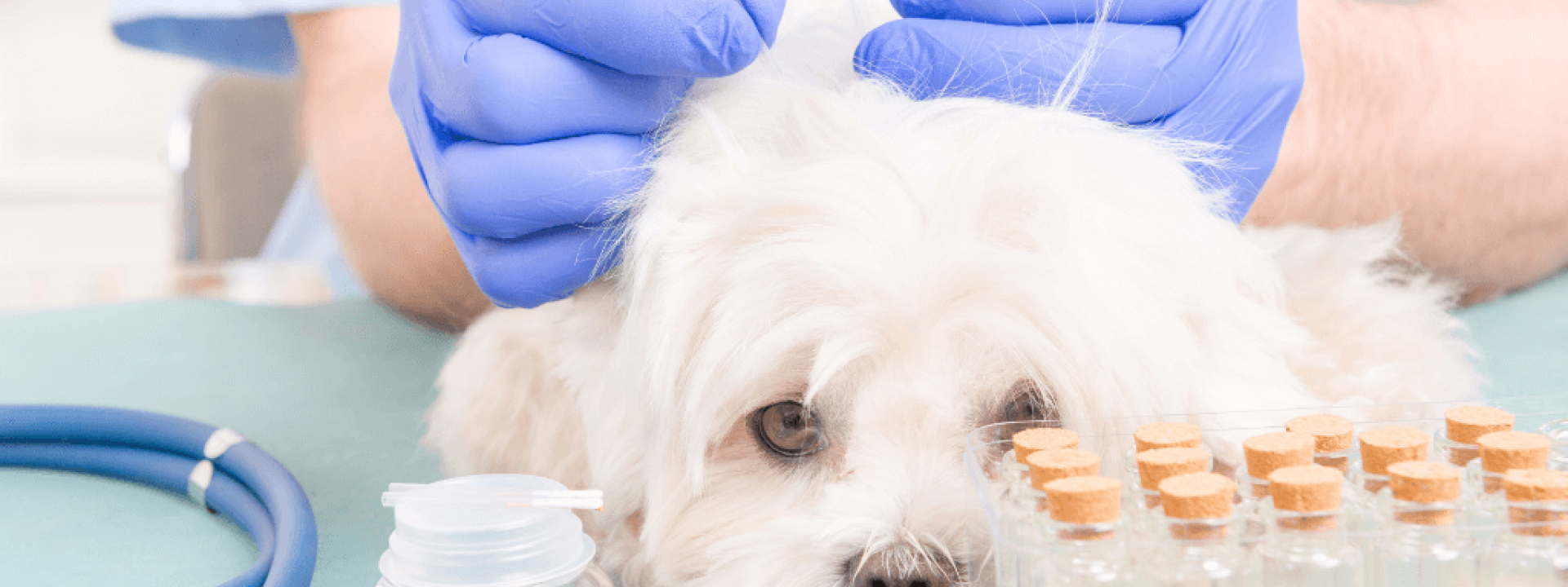 dog acupuncture treatment