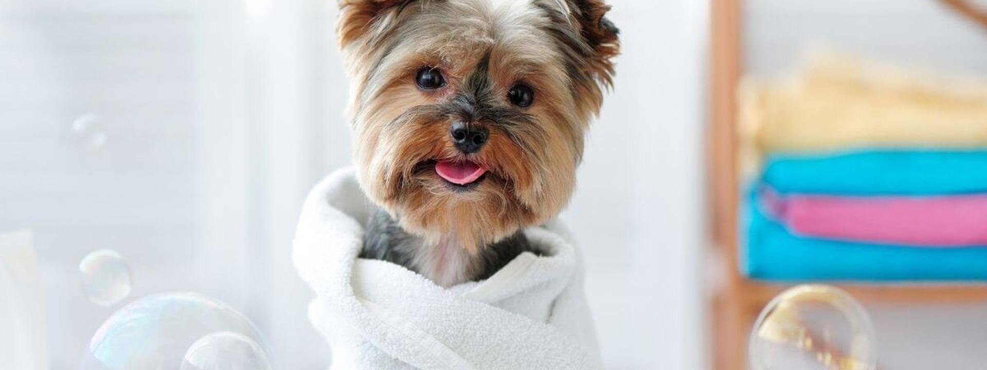 dog bathing and grooming tips
