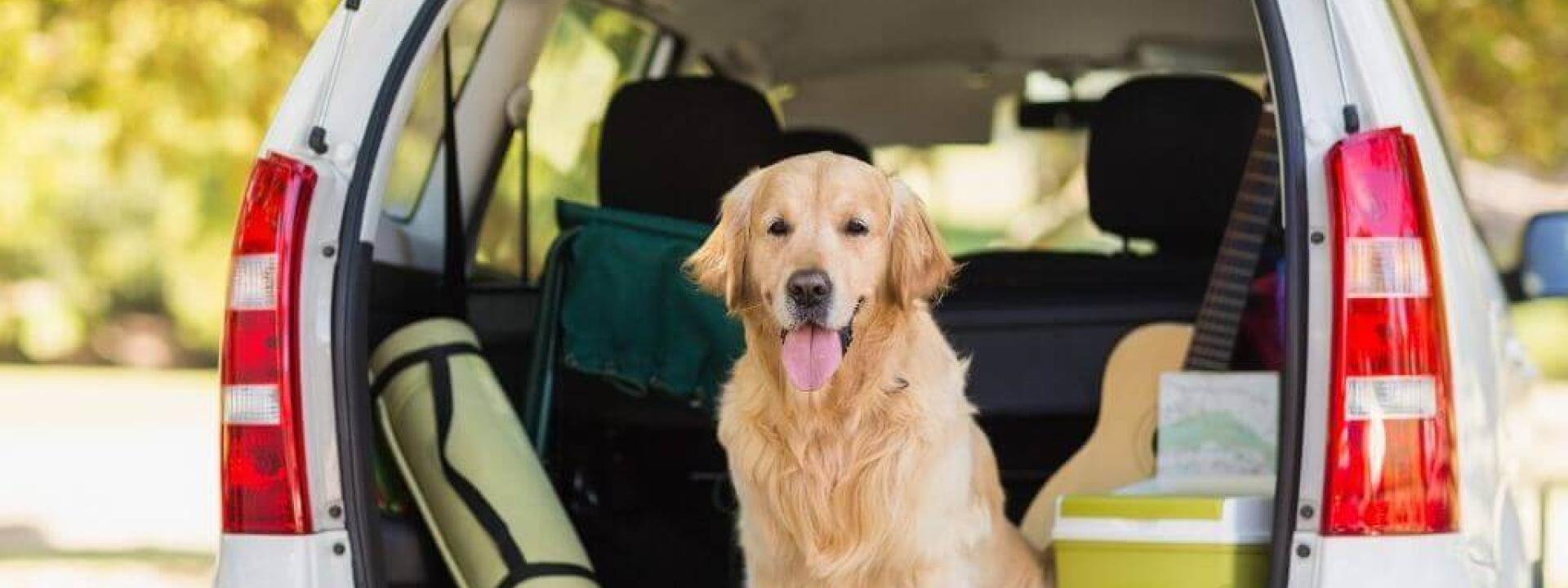 dog road trip safety