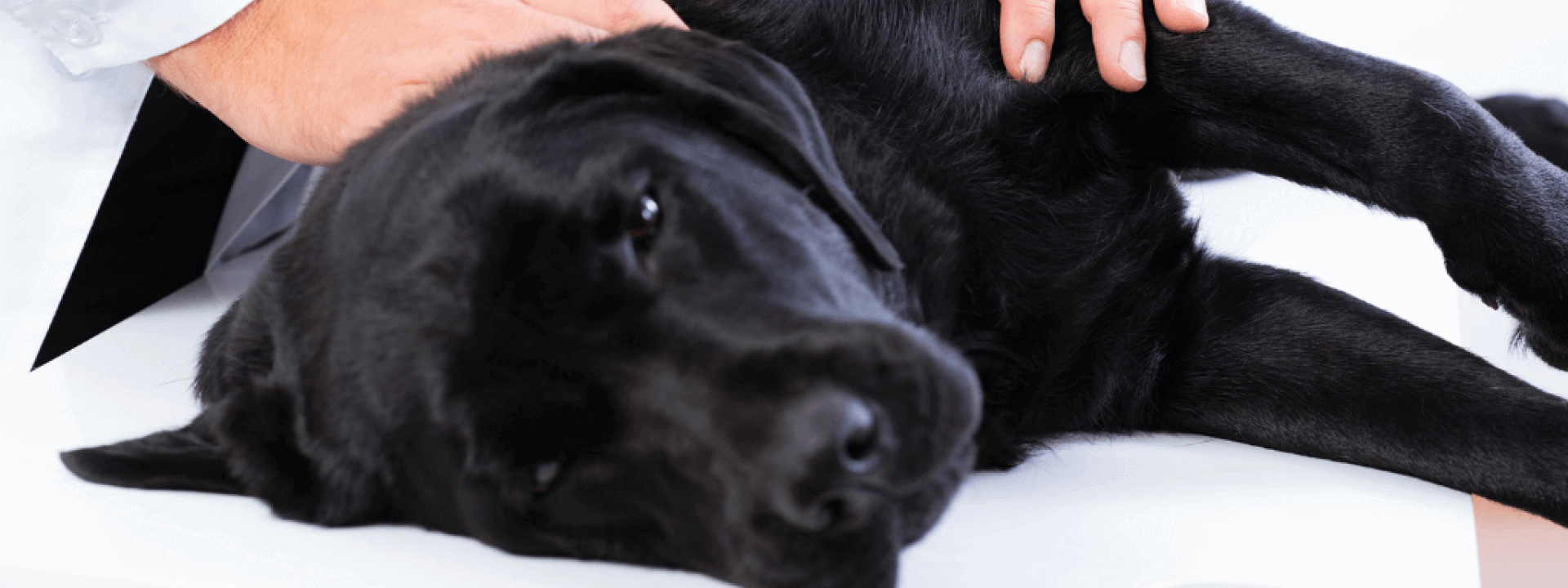 how to help your dog in case of seizures