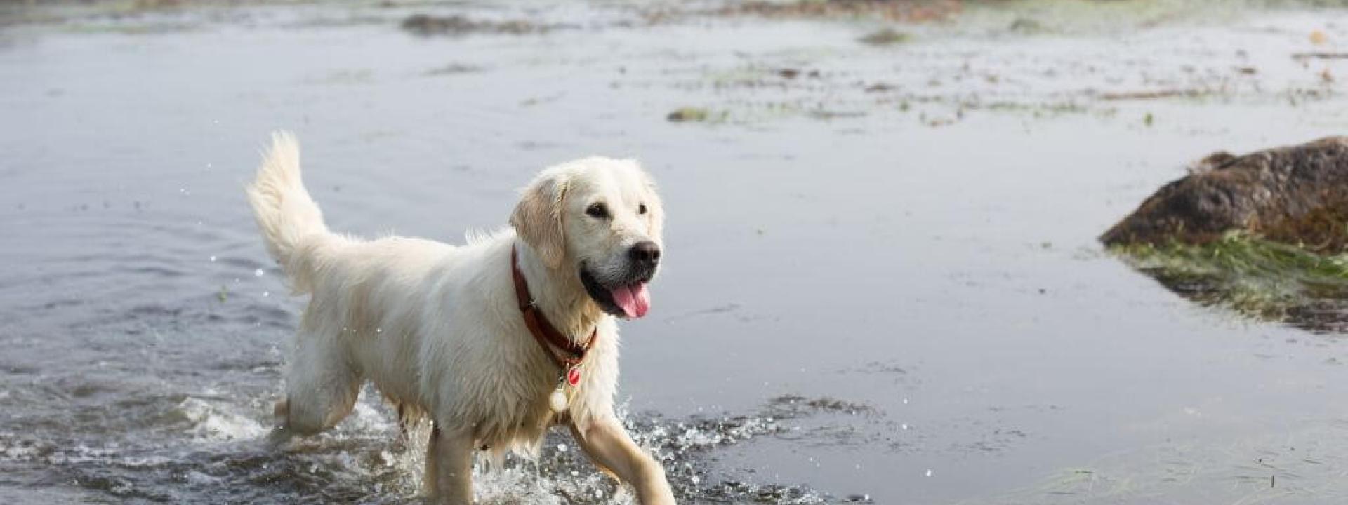 dogs and the dangers of harmful algae blooms
