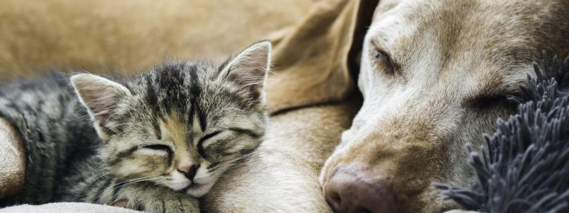 dogs and cats euthanasia