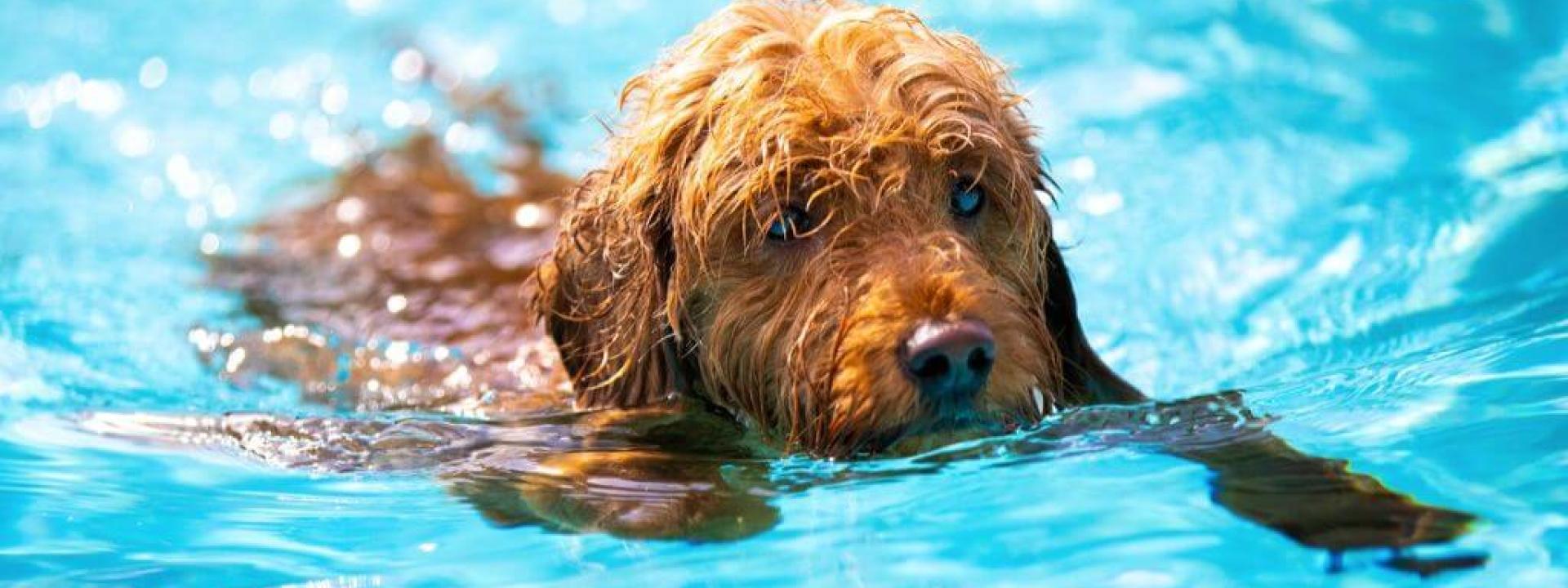 dry drowning dangers in pets