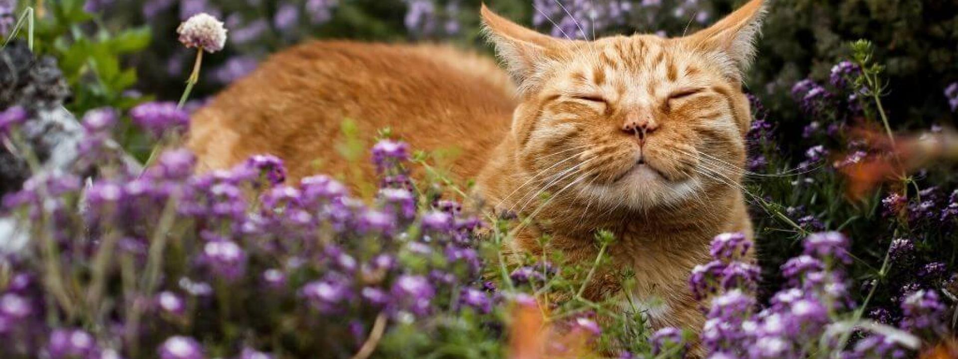 flowers that are toxic to cats