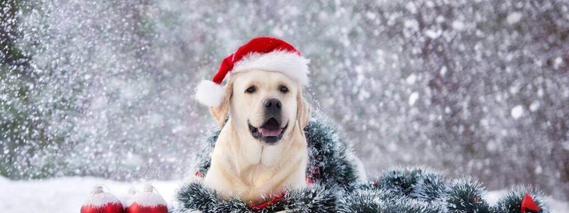 fun and safe toy options for dogs this holiday season