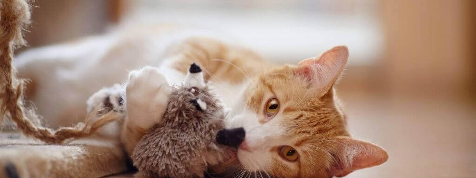 safe and fun holiday toys for cats