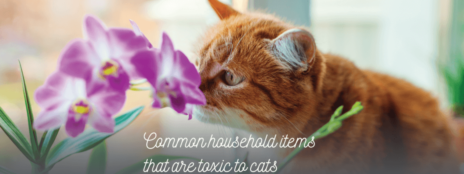 Household Items Toxic To Cats