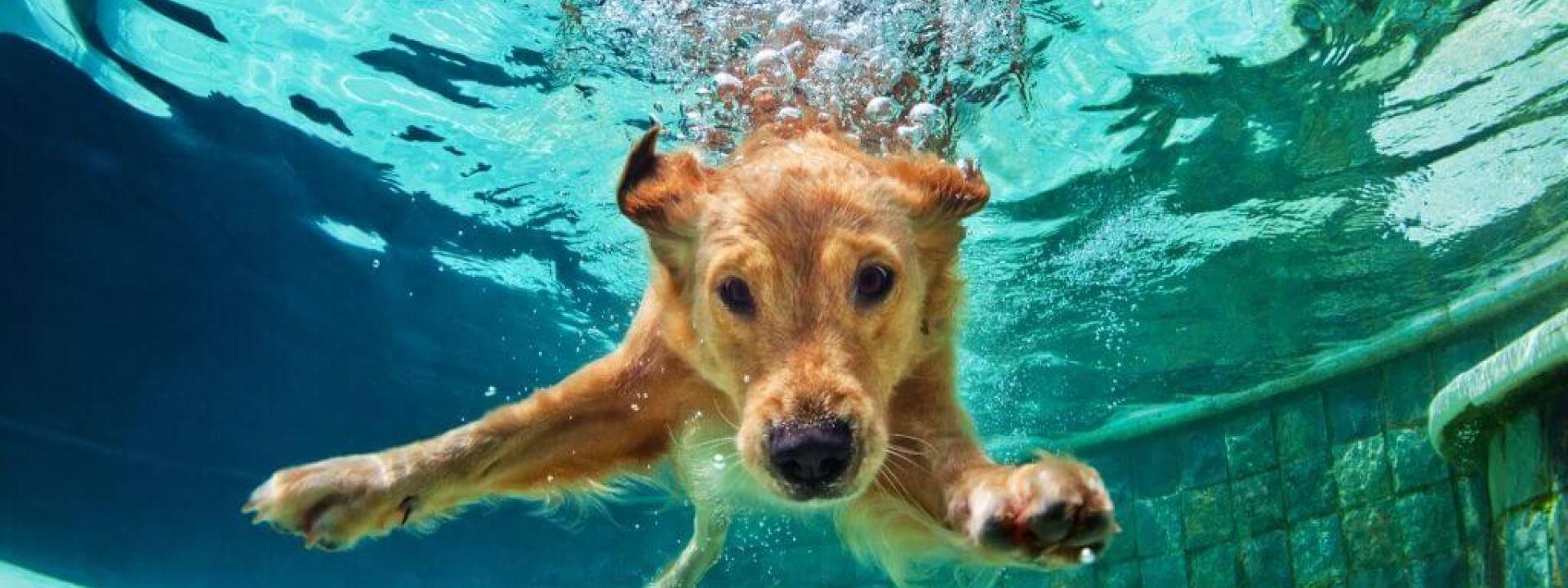 keep dogs safe around pools