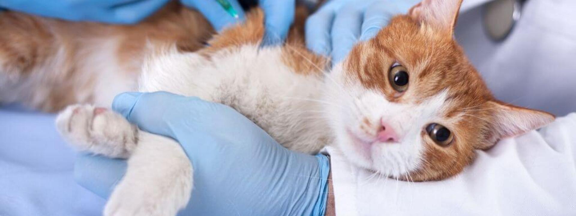 low cost pet vaccinations can be dangerous