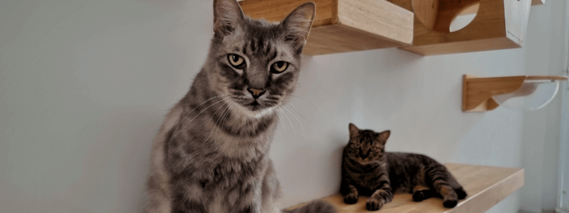 make your home more senior cat friendly