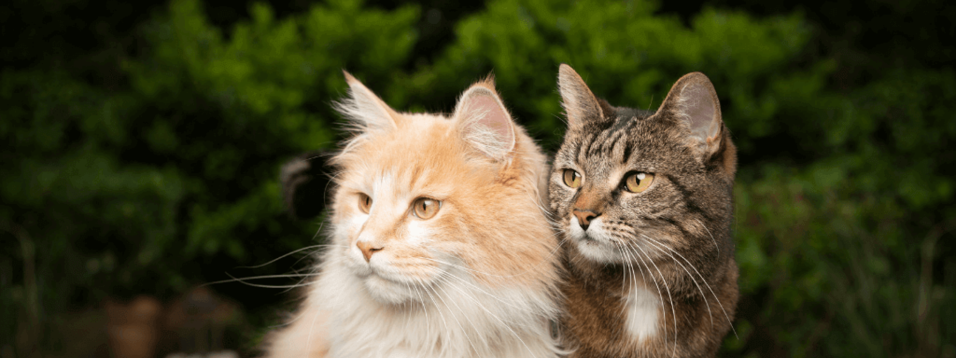 personality differences between male and female cats