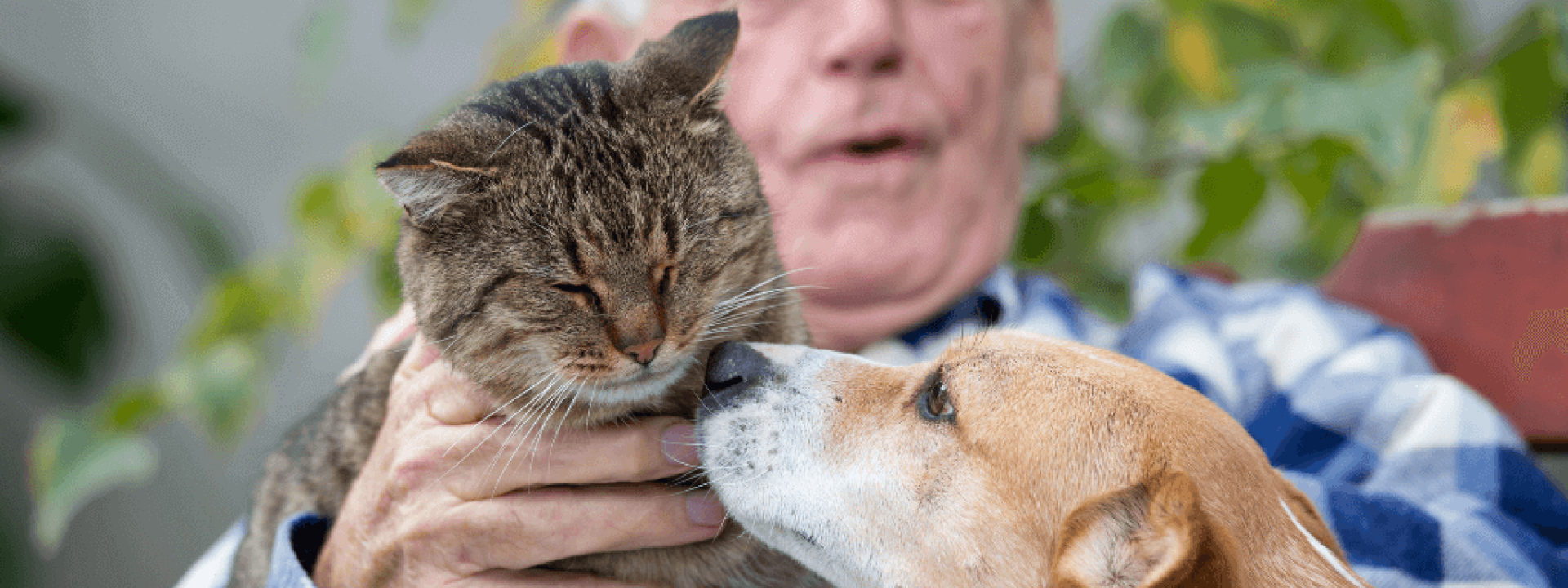 National Adopt a Senior Pet Month