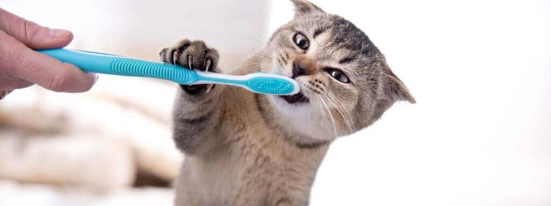 National Pet Dental Health Month cats