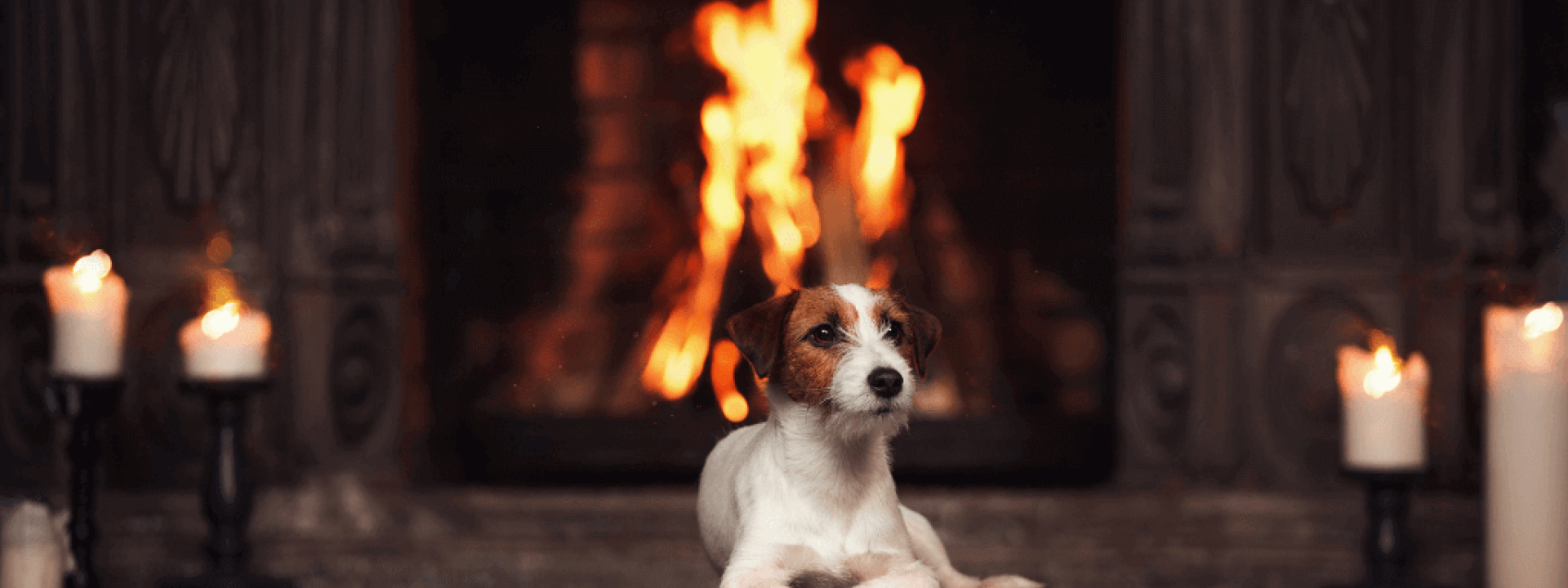 National Pet Fire Safety Day