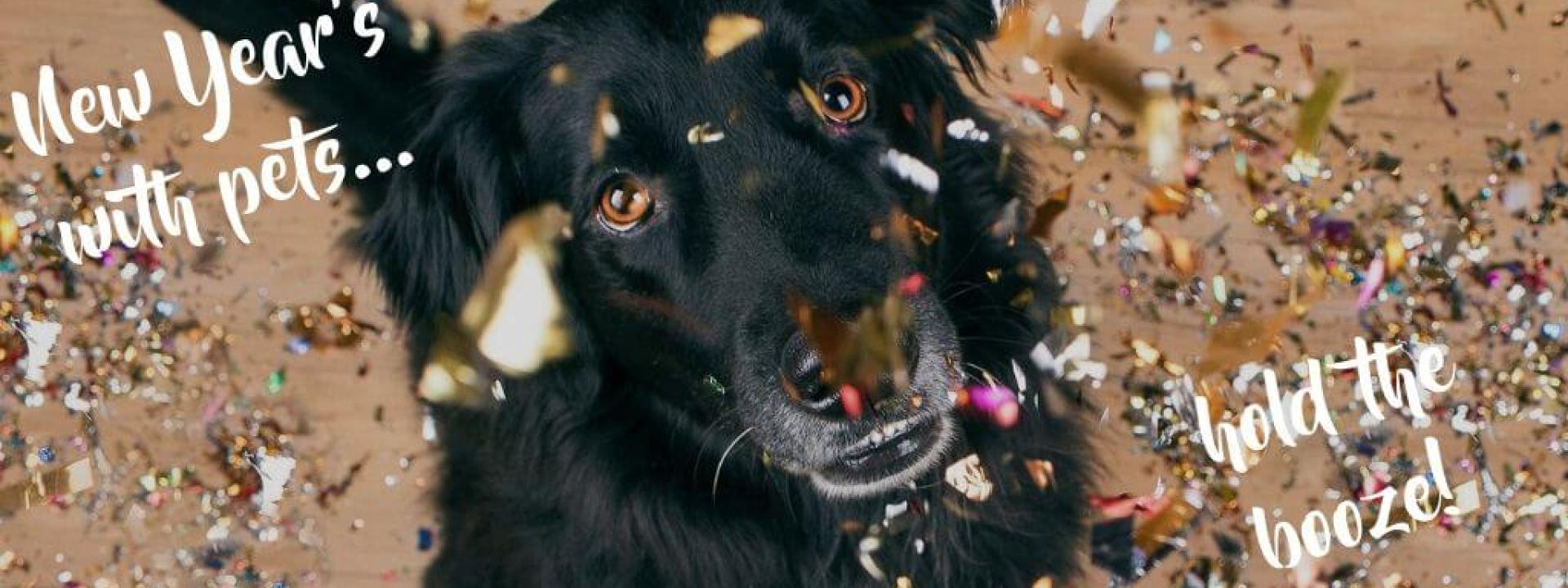 Dog amid confetti
