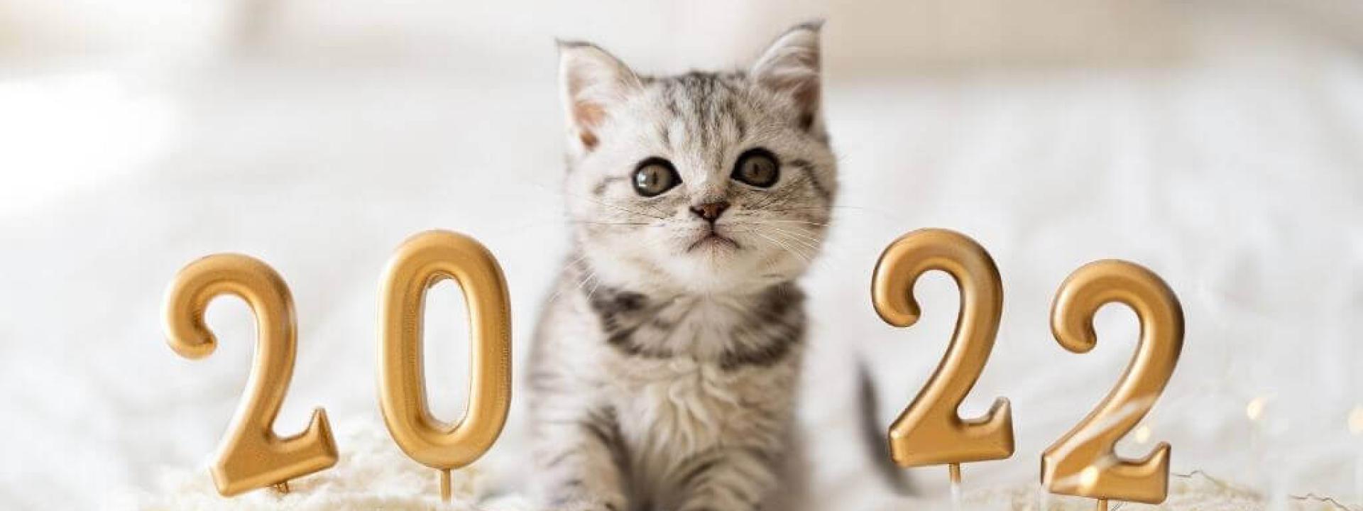 optimal health for your cat in the new year