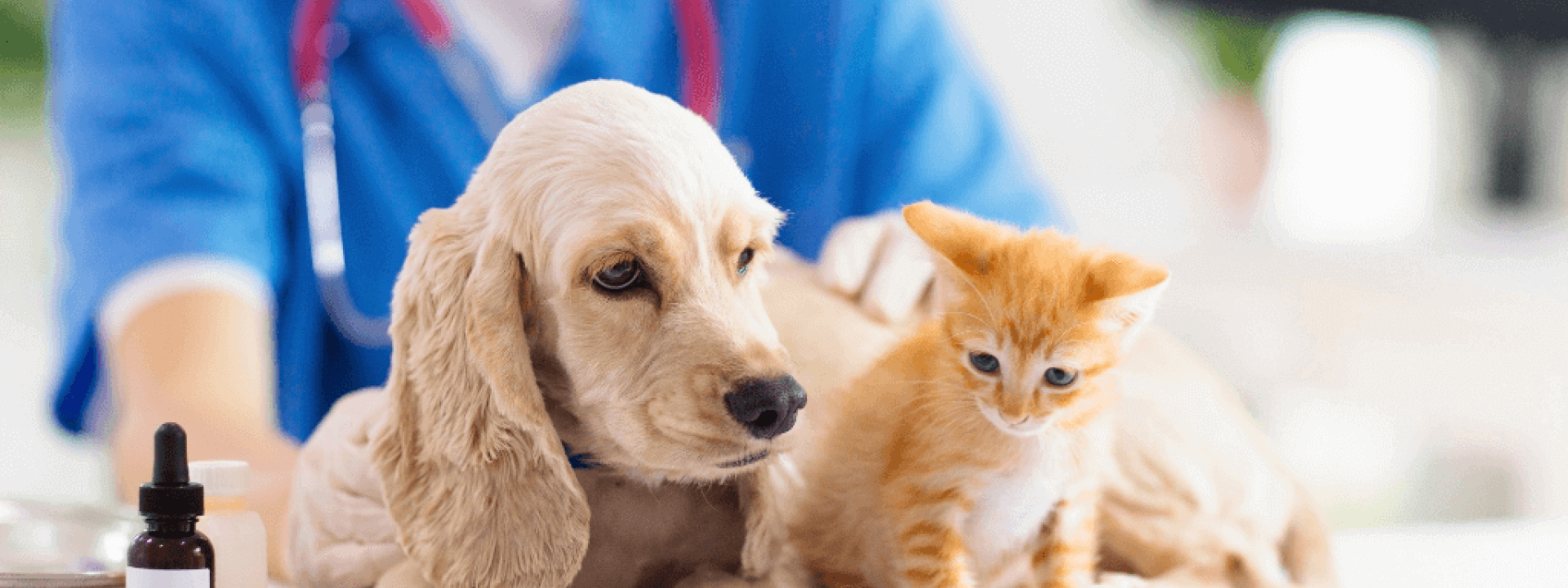 dog and cat wellness tips