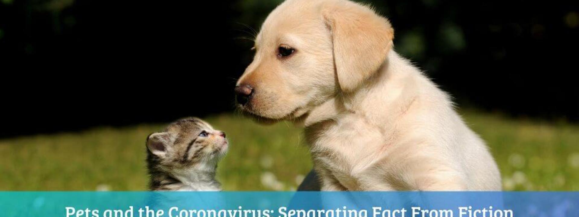 Pets can't spread coronavirus 
