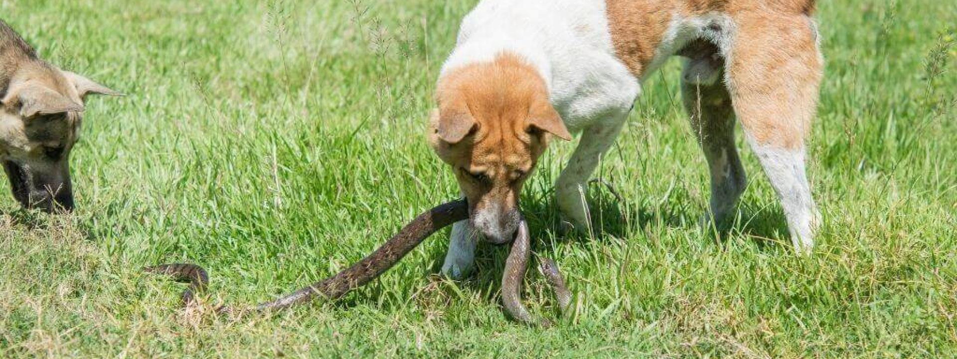 protect dogs from snake bites