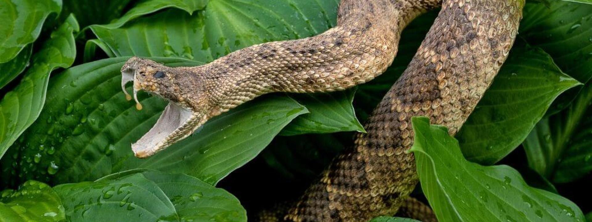 how to keep pets safe from snake bites