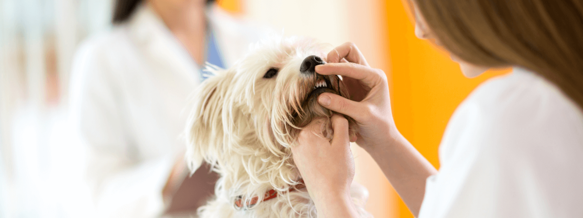 importance of veterinary dog dental care