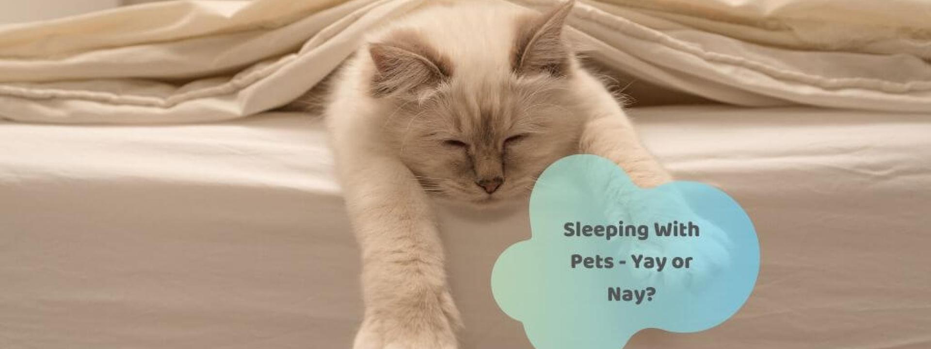sleeping with pets can have adverse health issues