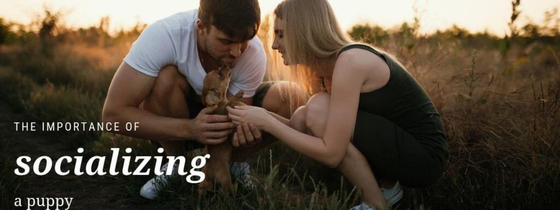 Couple playing with a puppy