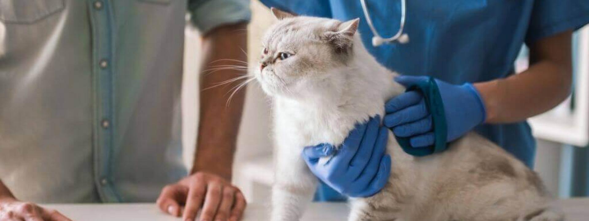 stress free veterinary visits for your cat