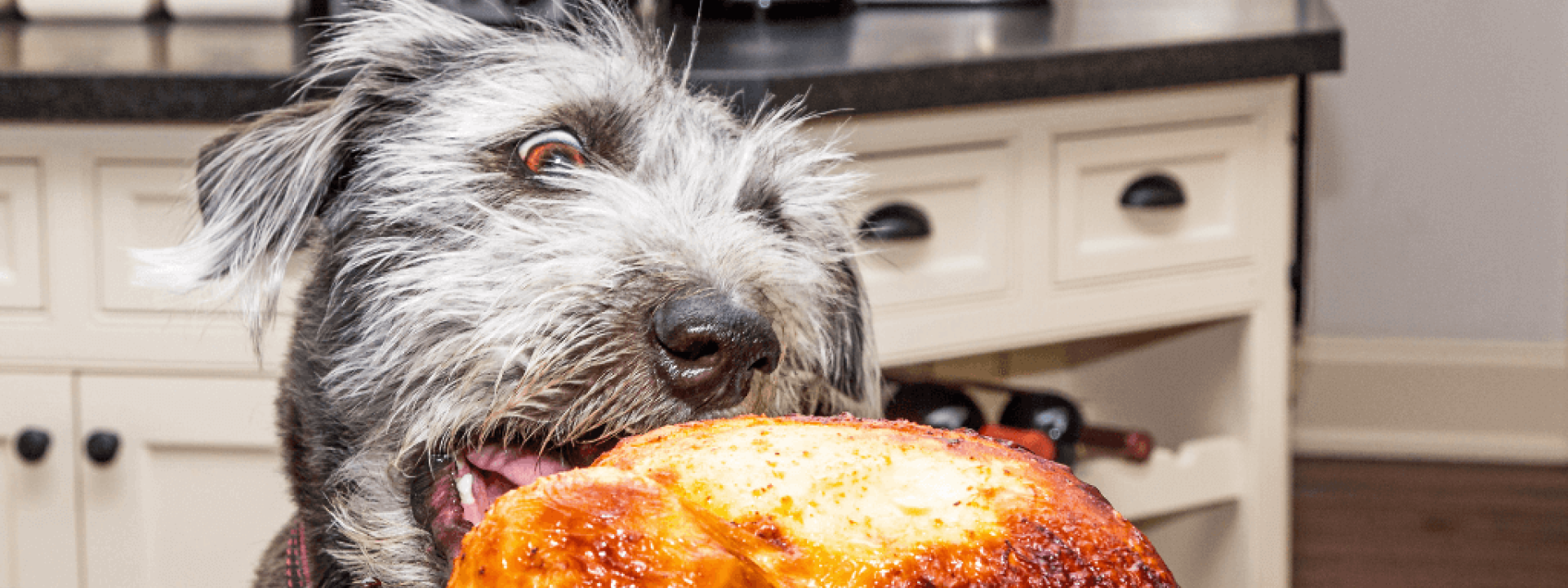 Thanksgiving pet hazards