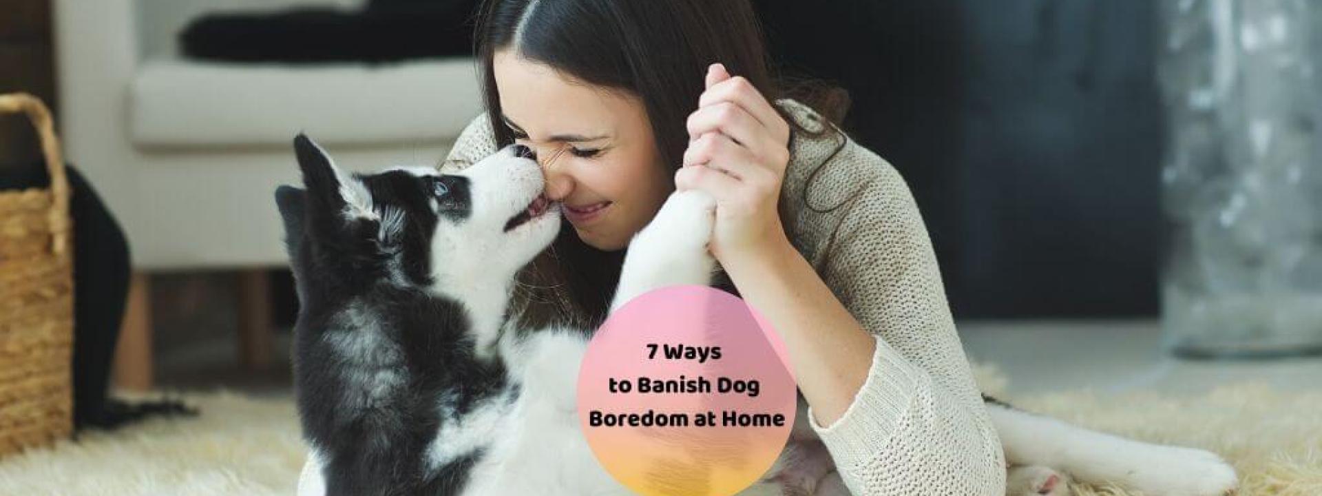 ways to play with your dog at home