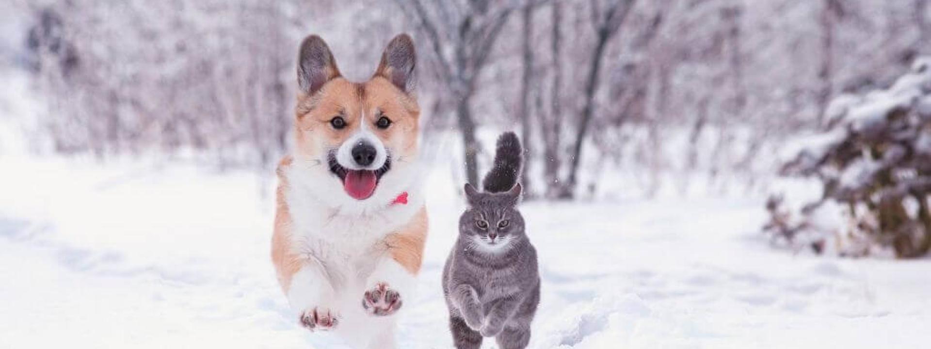 winter activities for cats and dogs