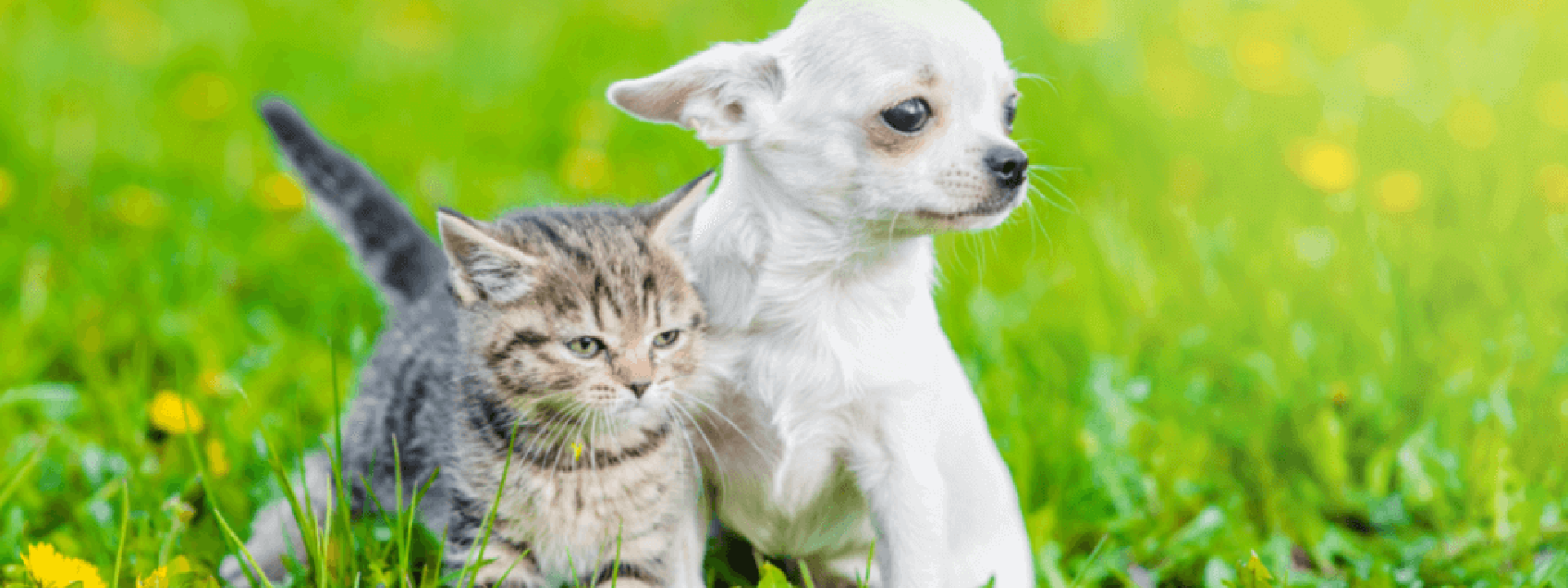 tips to keep pets safe for World Rabies Day
